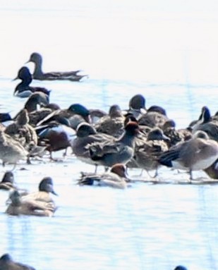 Eurasian Wigeon - ML616506129