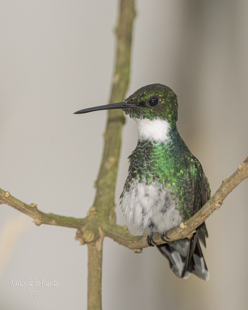 White-throated Hummingbird - Nancy de la Fuente