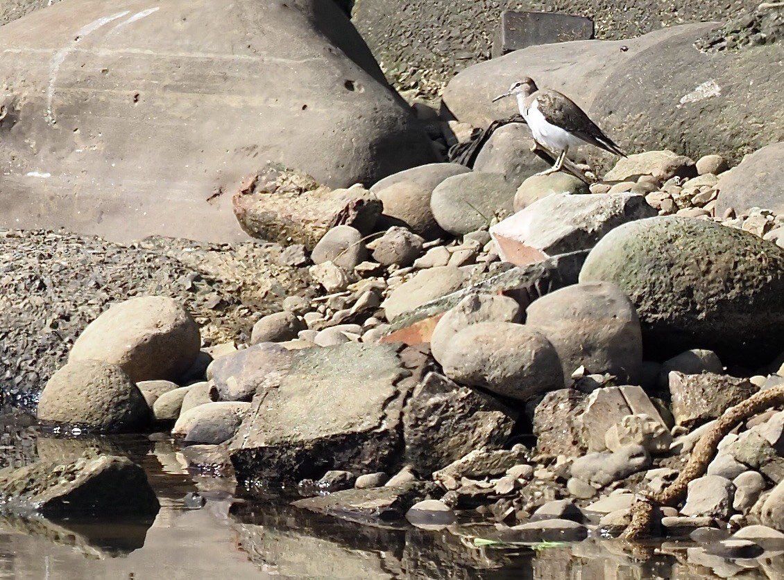 Common Sandpiper - 芳色 林