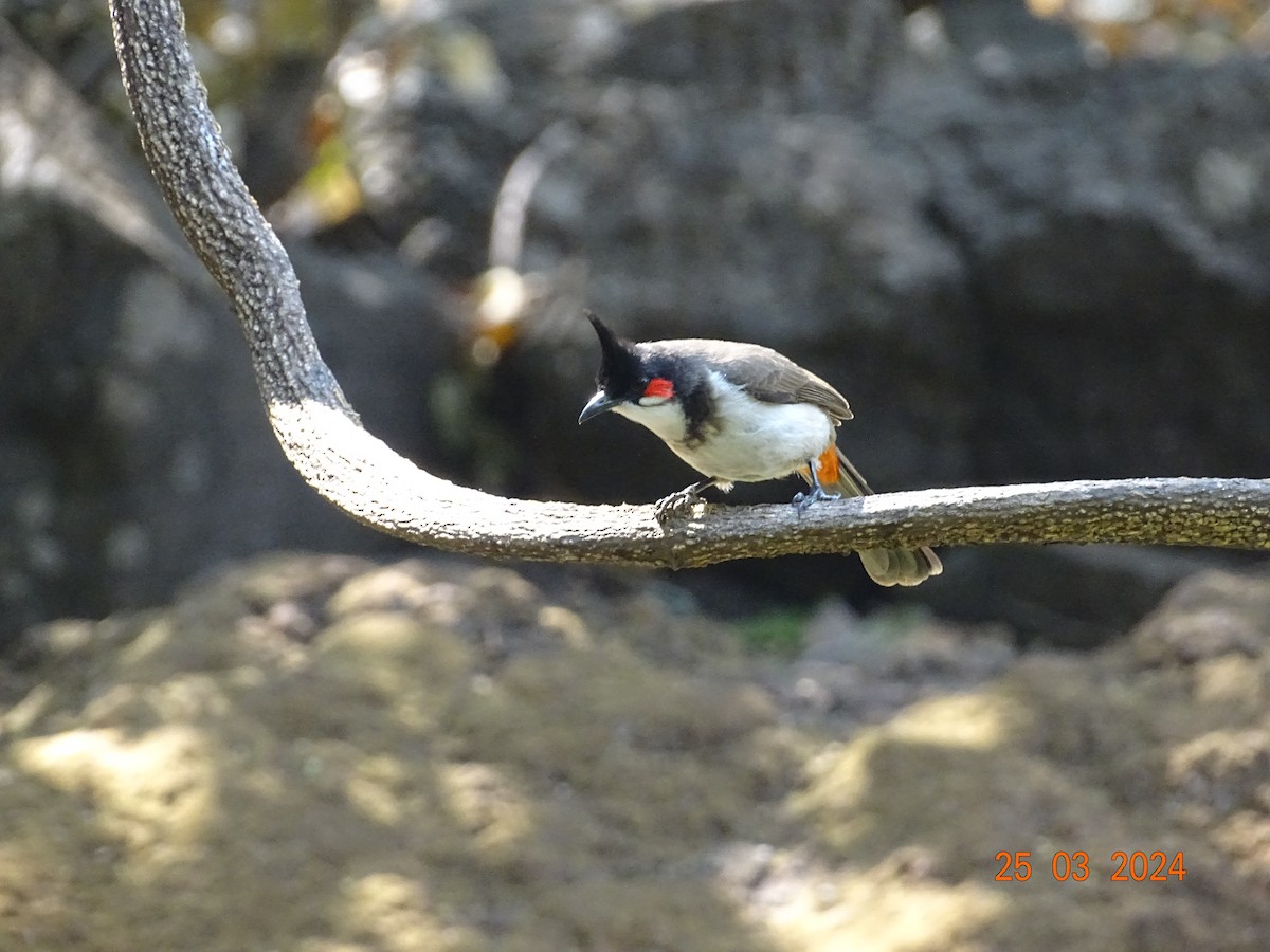 bulbul červenouchý - ML616506218