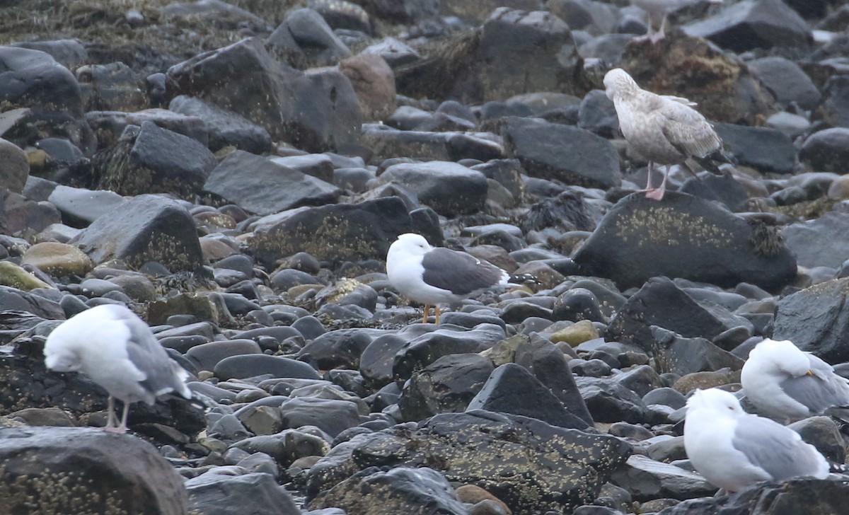 Lesser Black-backed Gull - ML616506231