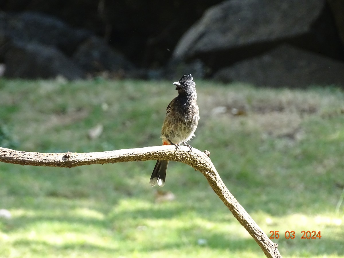 Bulbul à ventre rouge - ML616506248