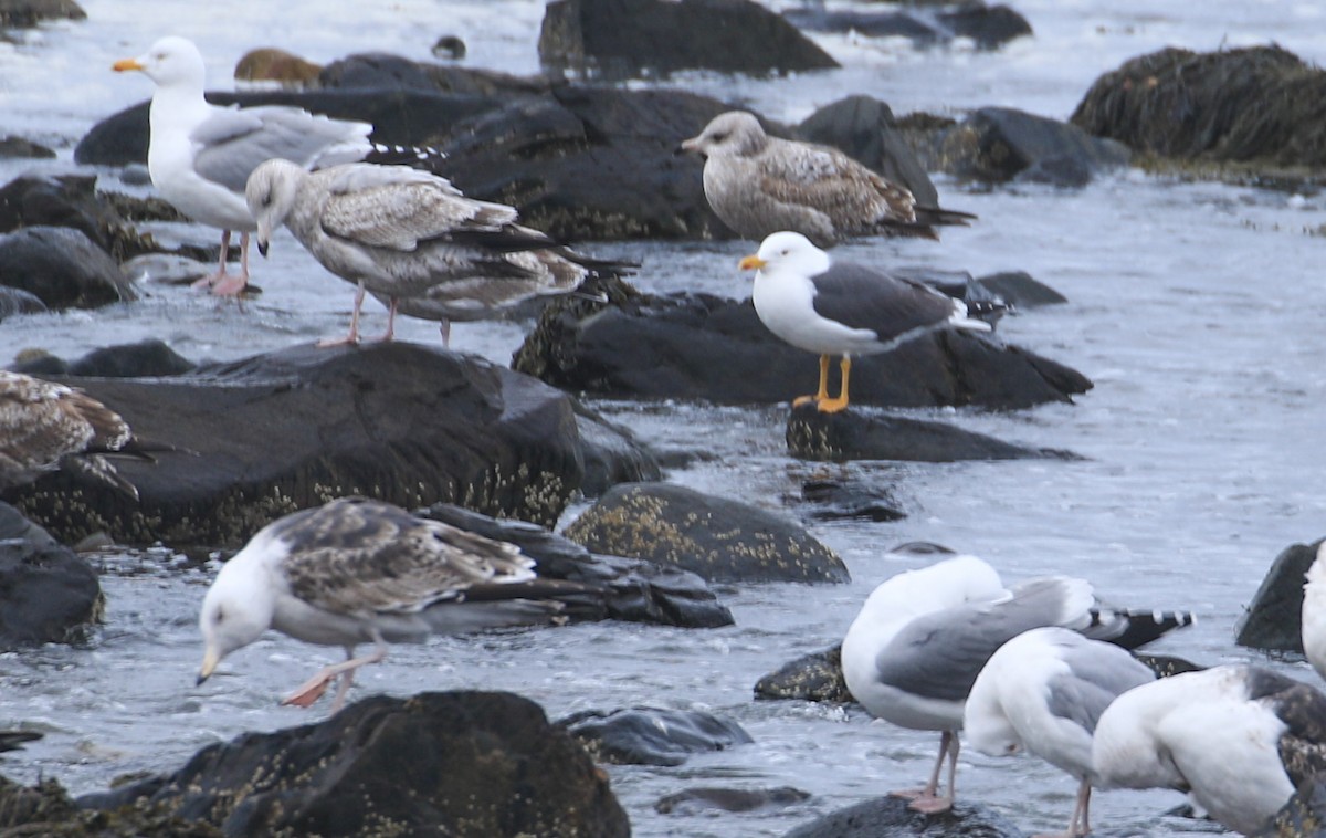 Lesser Black-backed Gull - ML616506251