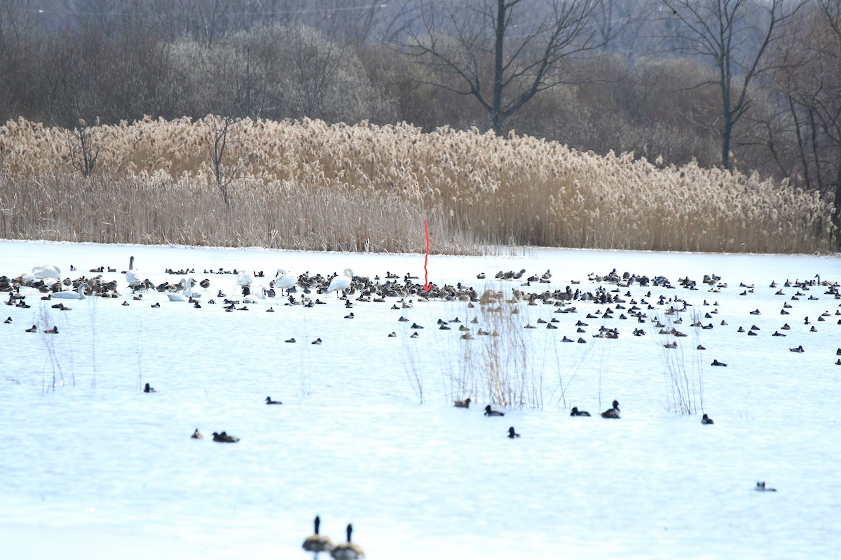 Eurasian Wigeon - ML616506252