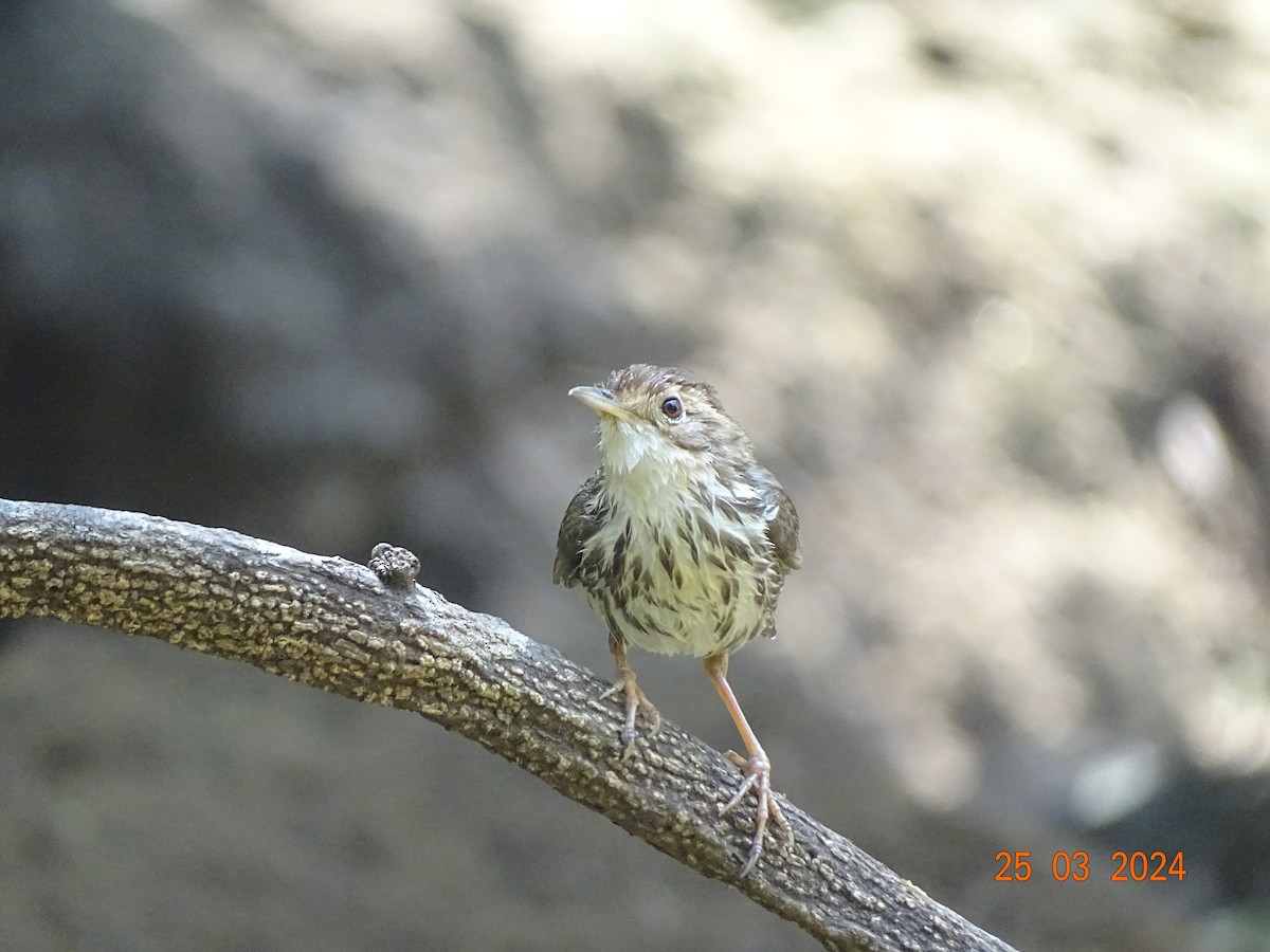 Puff-throated Babbler - Mamta Jadhav