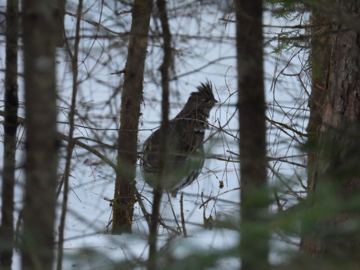 Ruffed Grouse - ML616506275