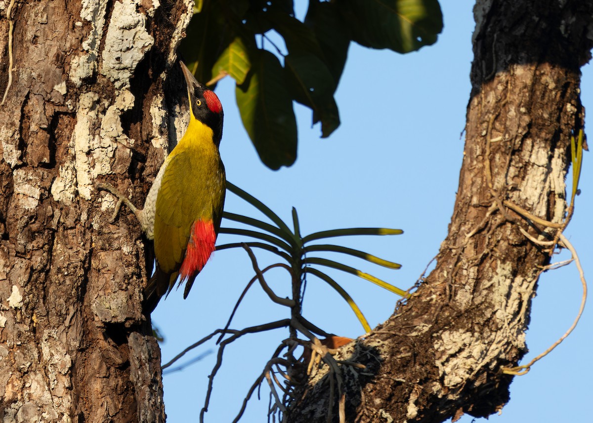 Black-headed Woodpecker - ML616506292