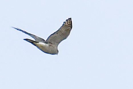 Eurasian Goshawk - ML616506315