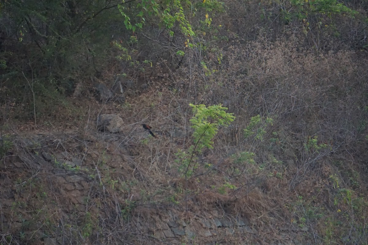 Greater Coucal - ML616506328