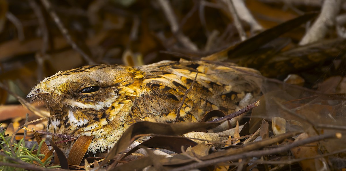 Red-necked Nightjar - ML616506344