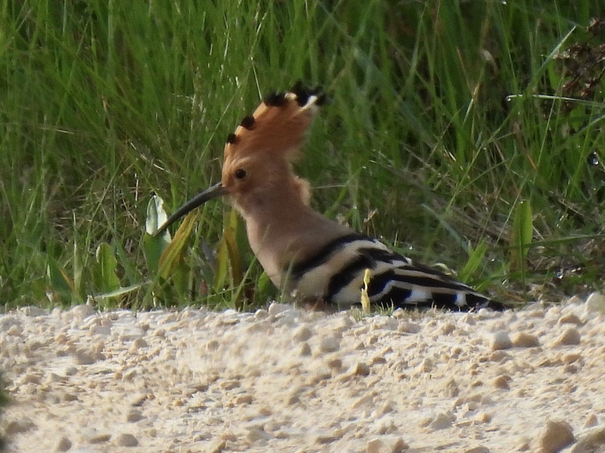 Eurasian Hoopoe - ML616506379