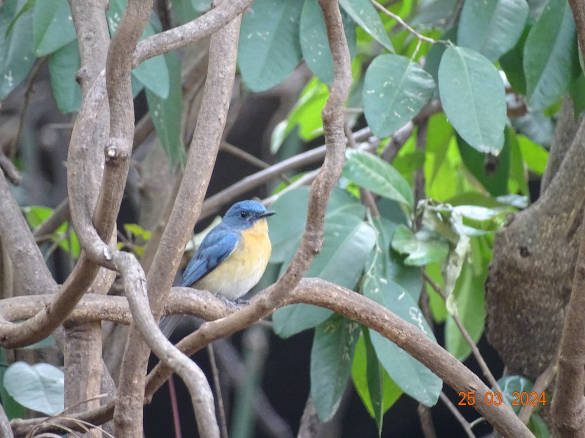 Tickell's Blue Flycatcher - Mamta Jadhav