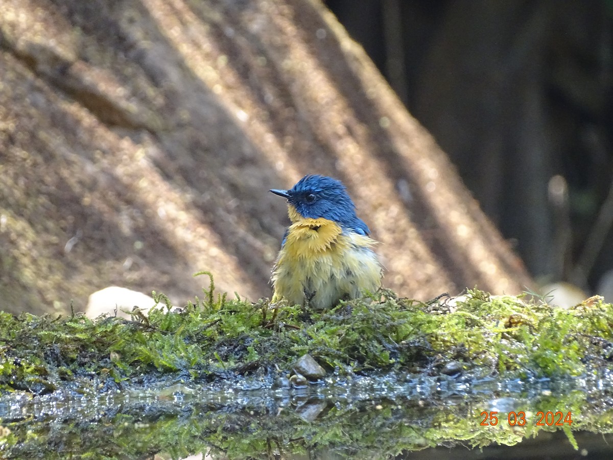 Tickell's Blue Flycatcher - ML616506391