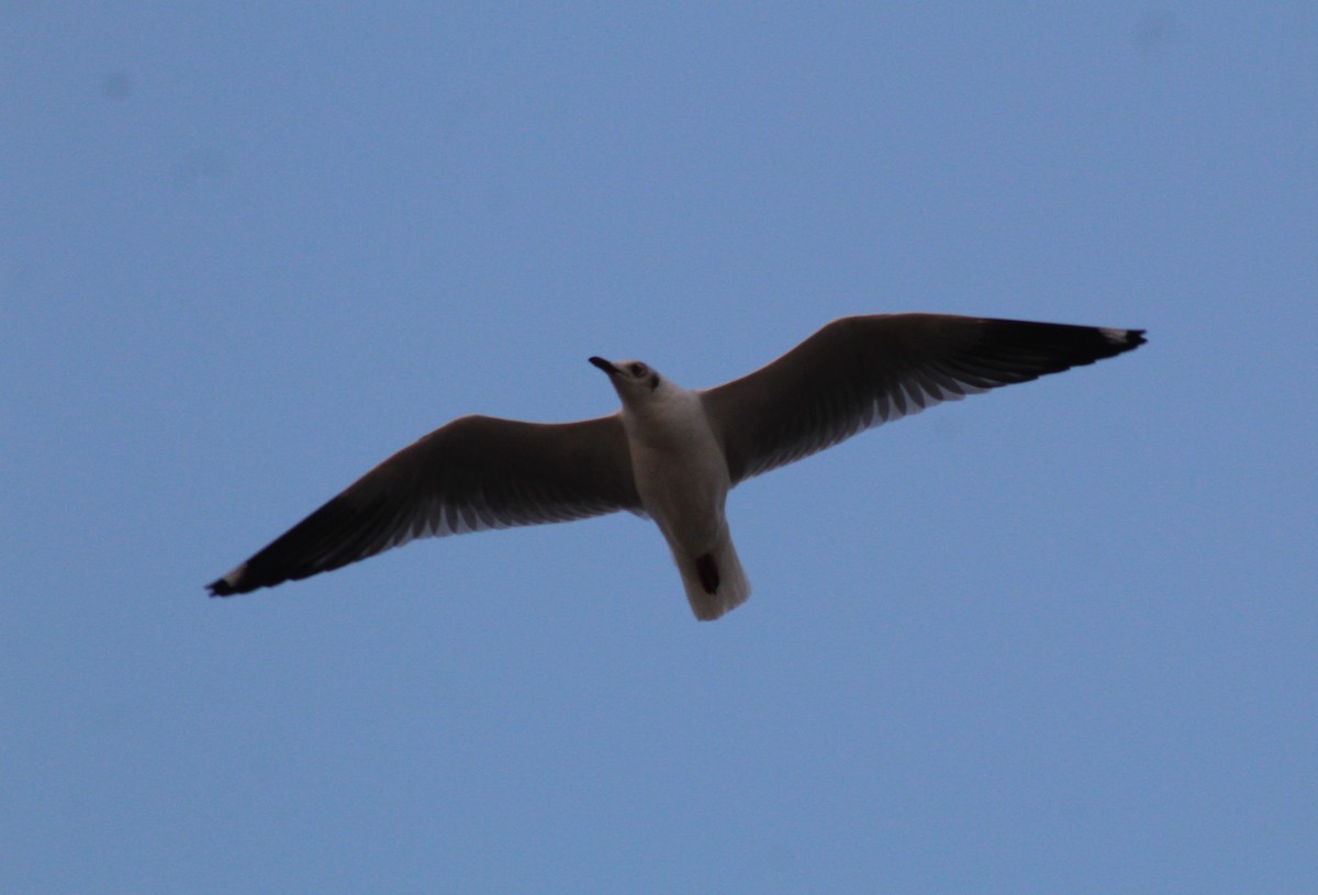 Brown-headed Gull - ML616506394