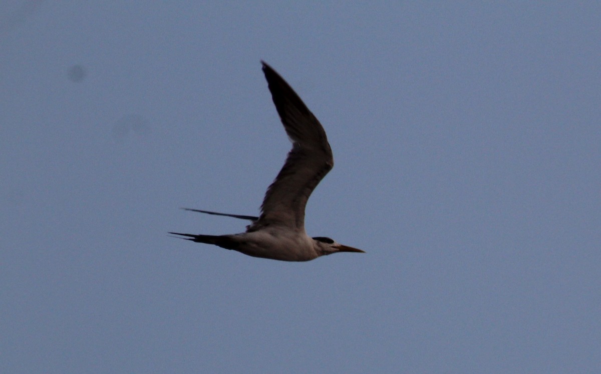 Great Crested Tern - ML616506401