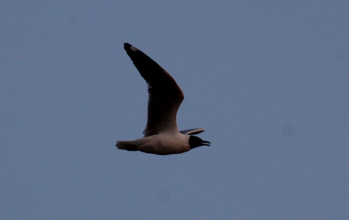 Brown-headed Gull - ML616506406