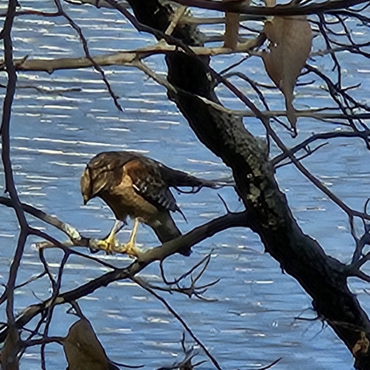 Red-shouldered Hawk - ML616506429