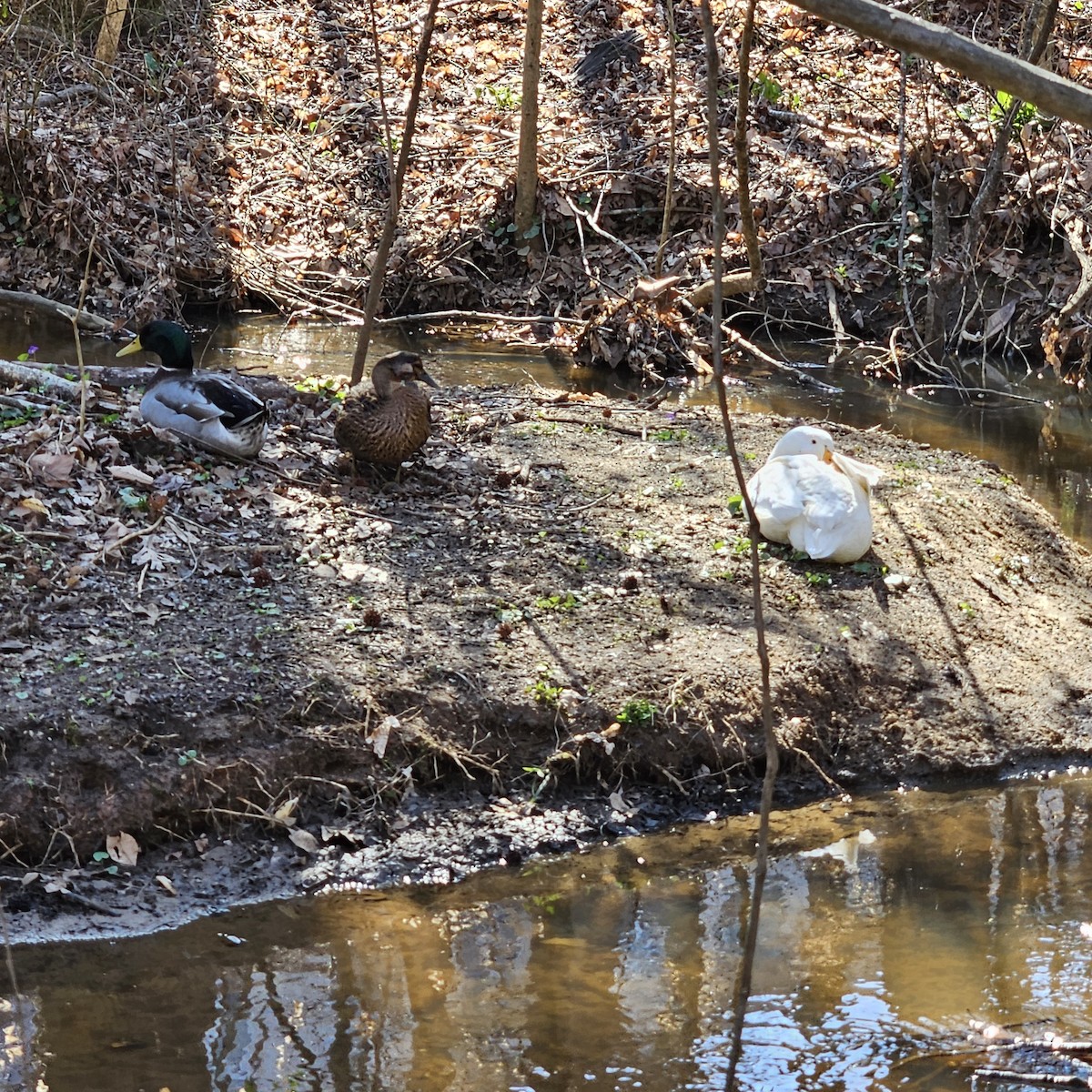 Mallard (Domestic type) - ML616506462