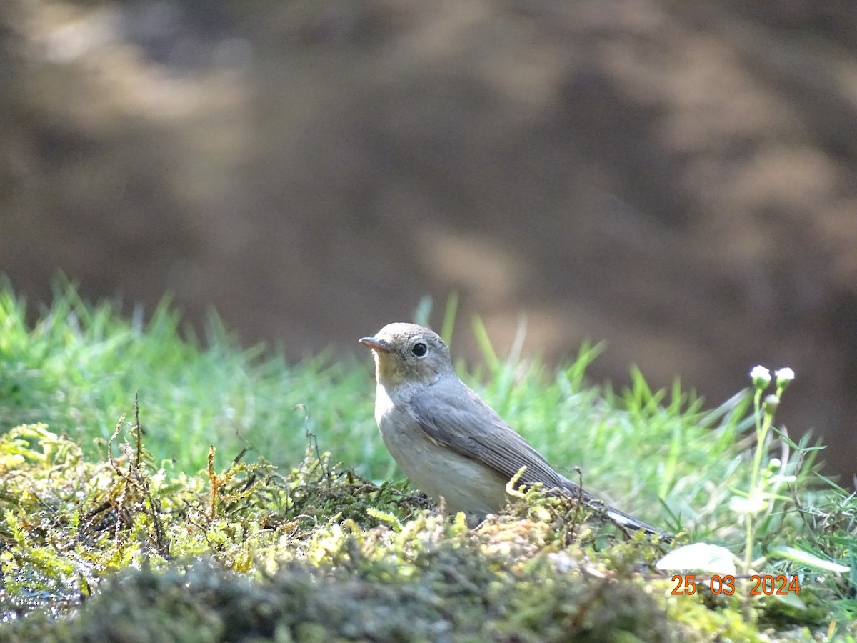 Red-breasted Flycatcher - Mamta Jadhav