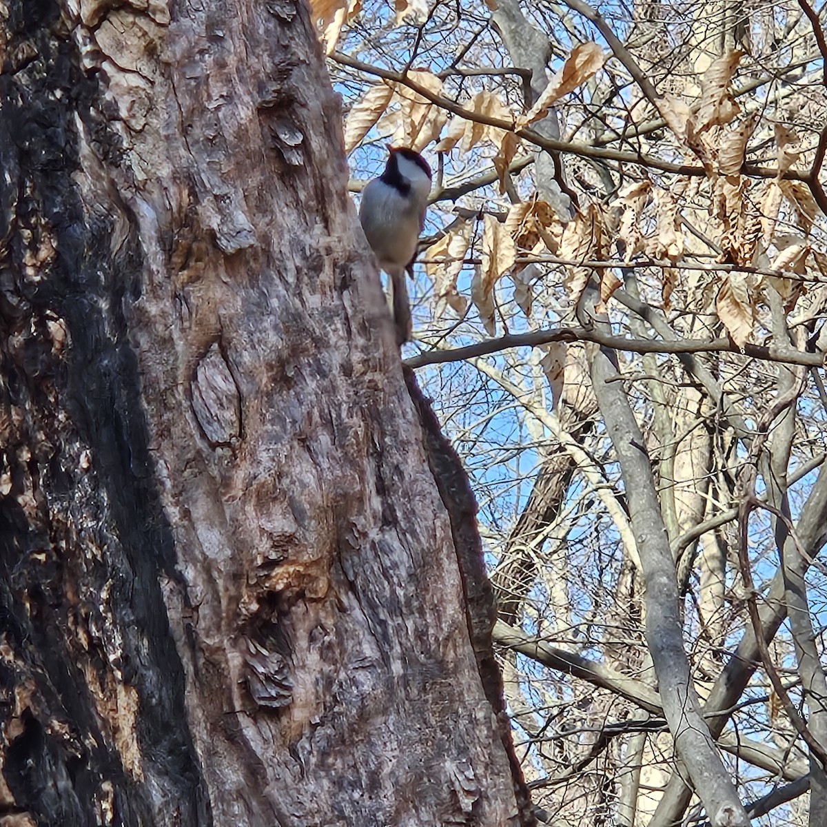 Carolina Chickadee - ML616506476