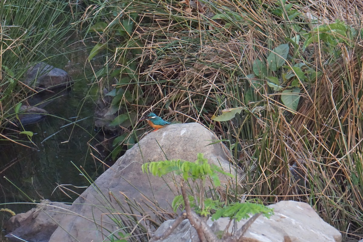 Common Kingfisher - ML616506481