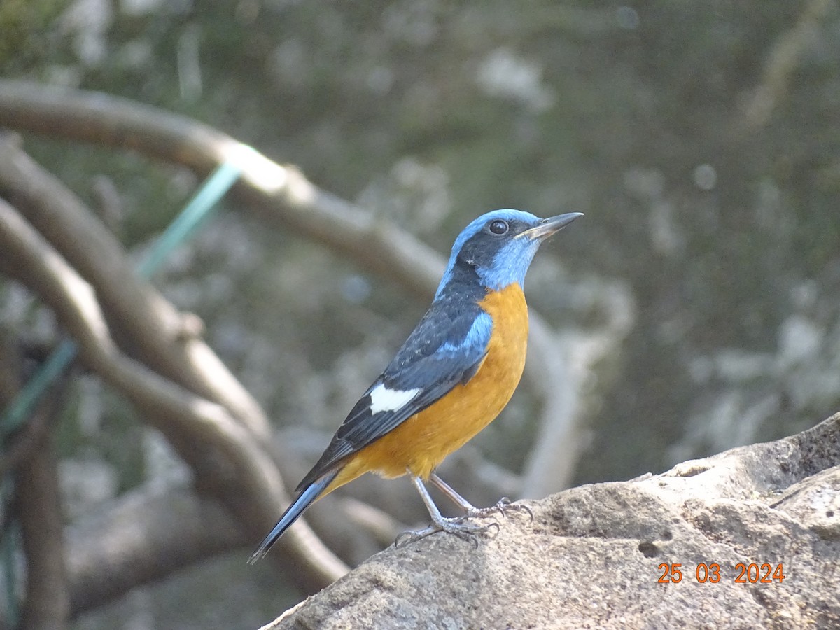 Blue-capped Rock-Thrush - Mamta Jadhav