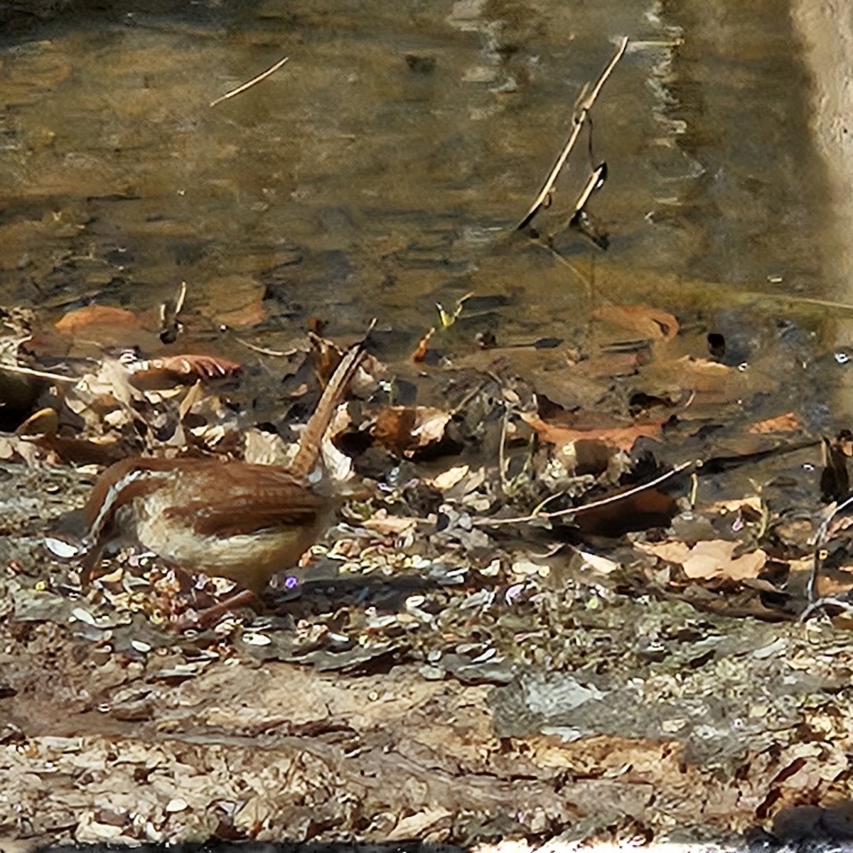 Carolina Wren (Northern) - ML616506491