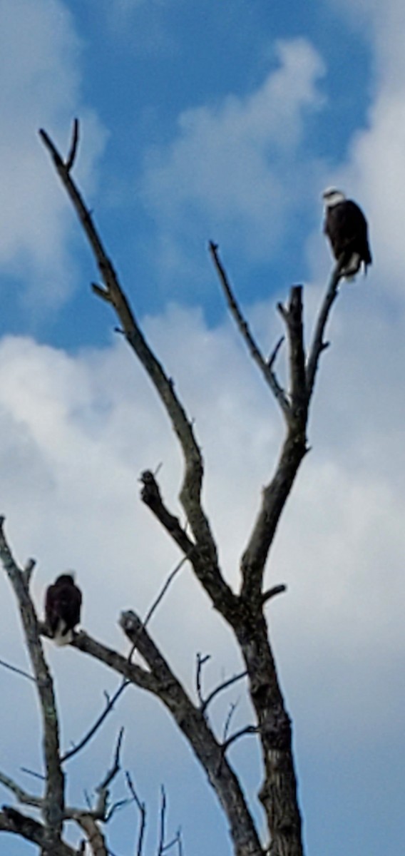 Bald Eagle - ML616506527