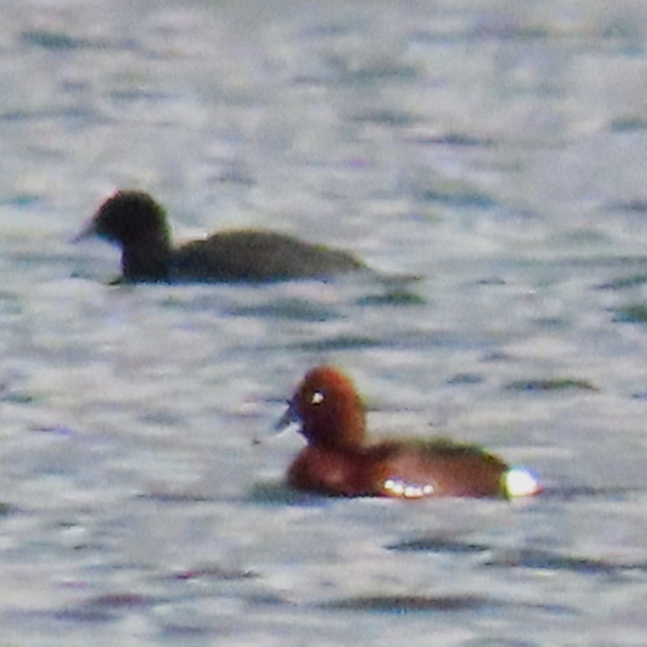 Ferruginous Duck - Ned Mueller