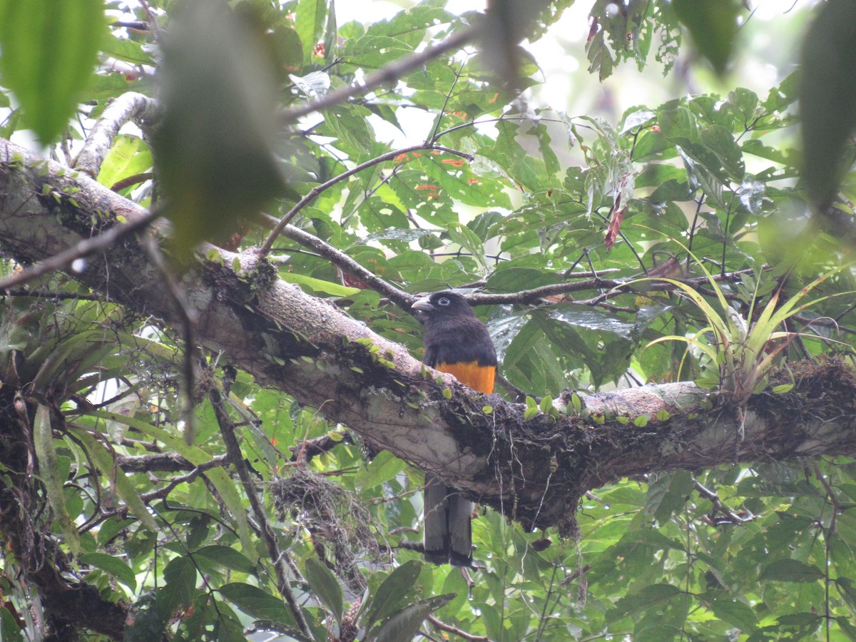 White-tailed Trogon - ML616506626
