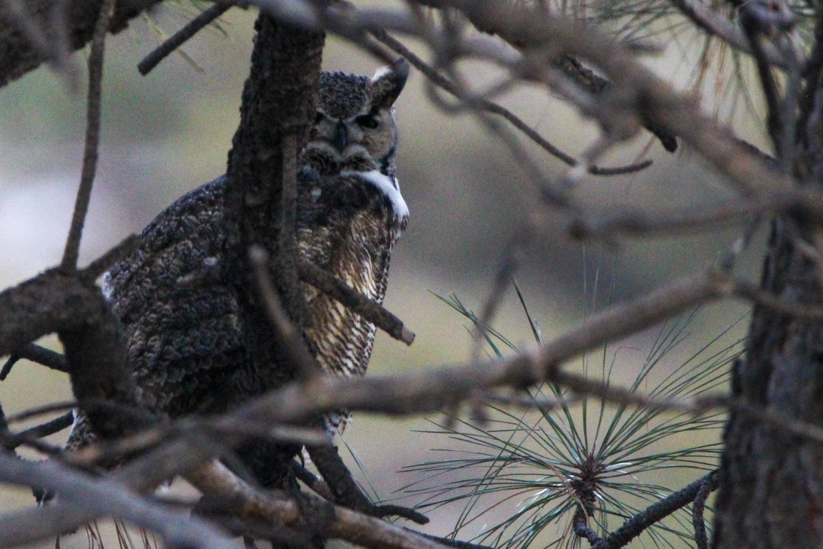 Great Horned Owl - ML616506633