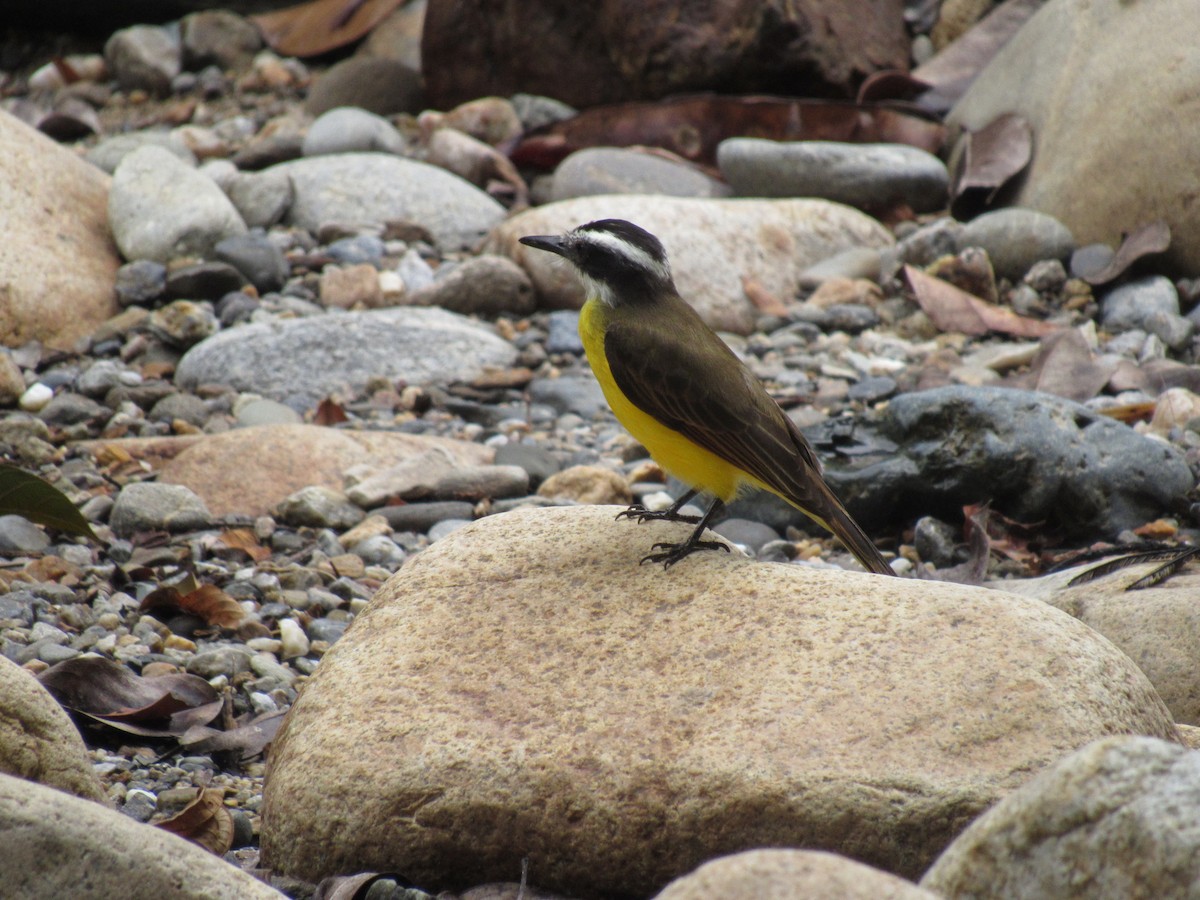 Lesser Kiskadee - ML616506654