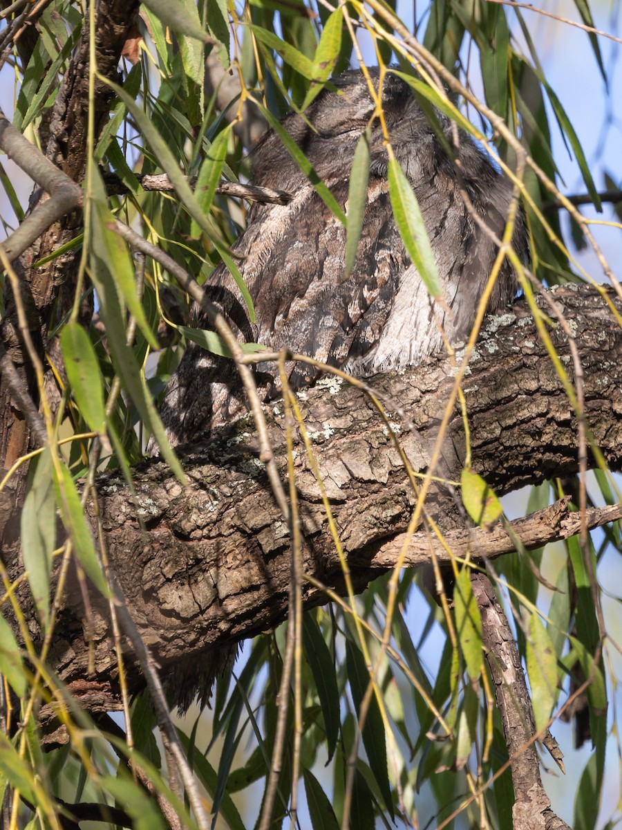 Tawny Frogmouth - ML616506659