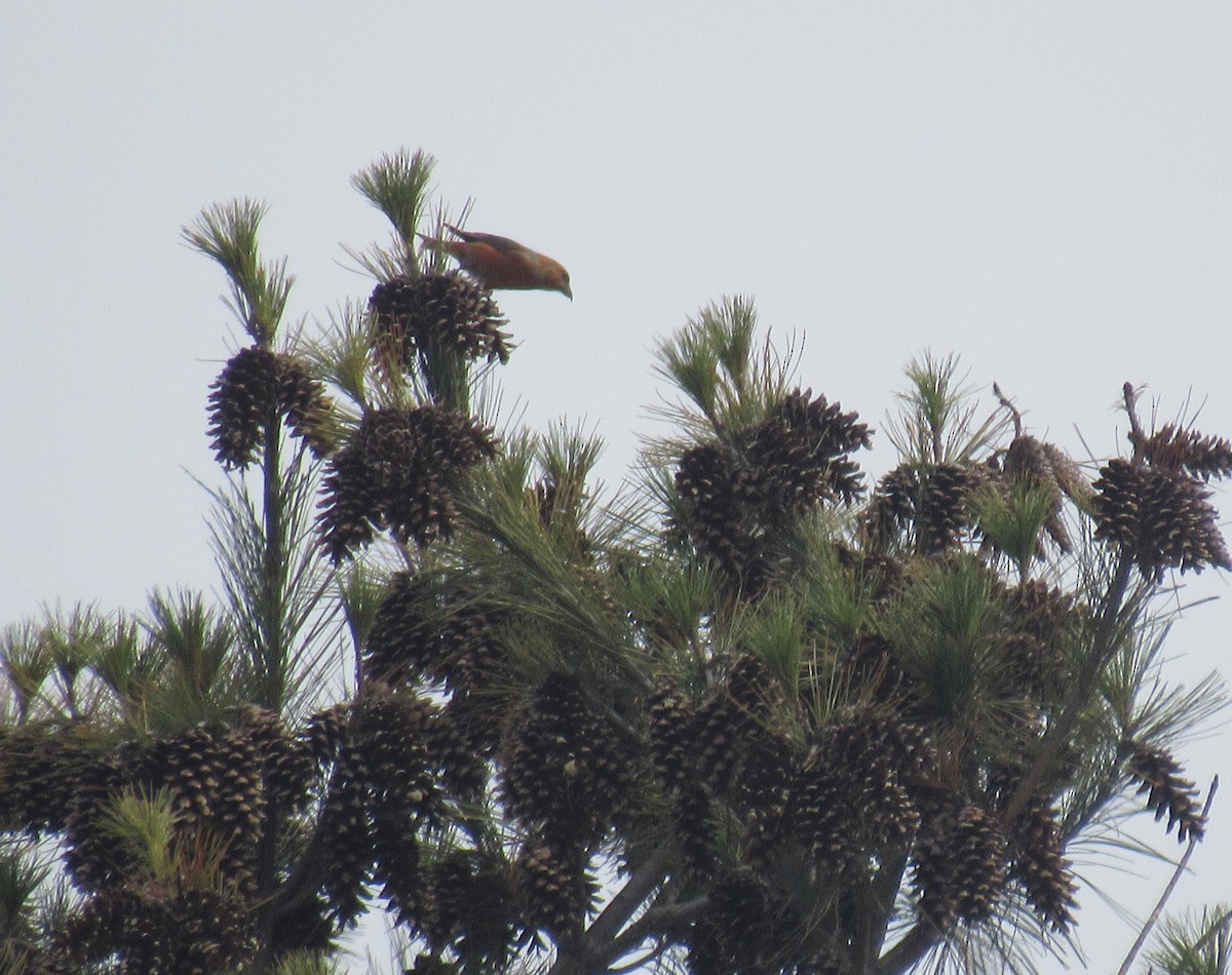 Red Crossbill - Mike Champine