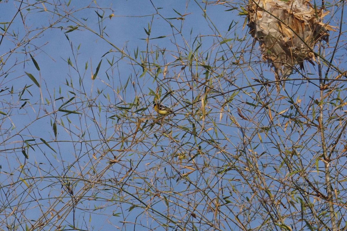 Common Iora - Kirubakaran Valayapathi