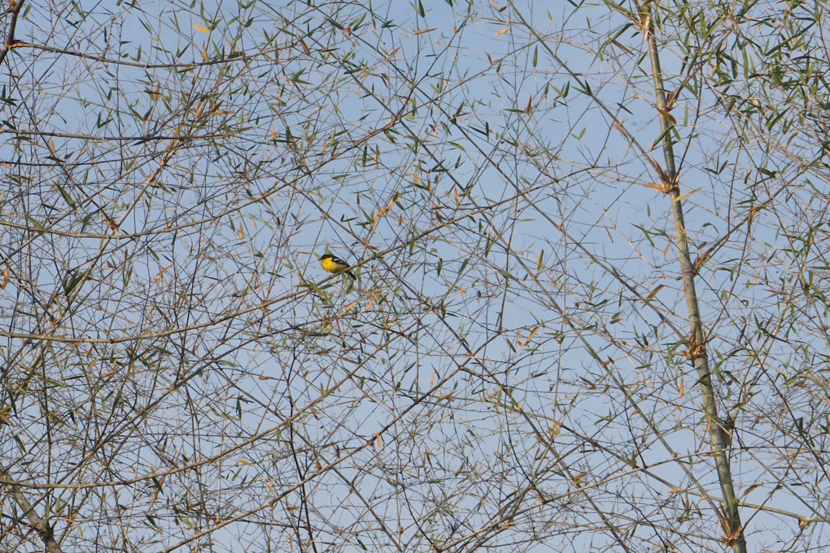 Common Iora - Kirubakaran Valayapathi