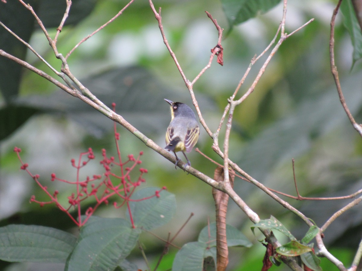 Common Tody-Flycatcher - ML616506687
