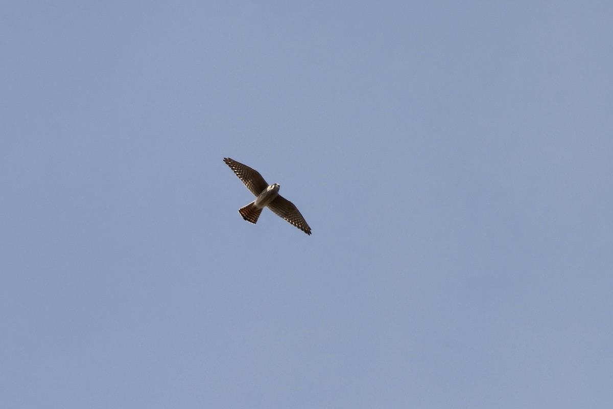 American Kestrel - ML616506739