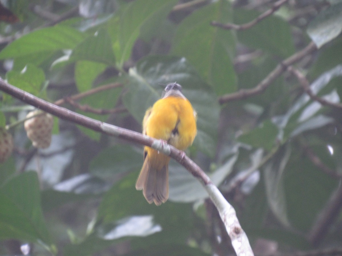 Gray-headed Tanager - ML616506749