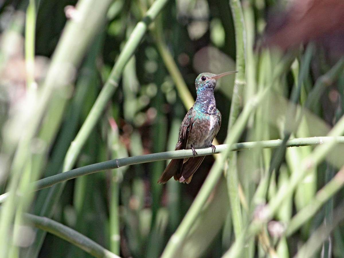 kolibřík honduraský - ML616506751