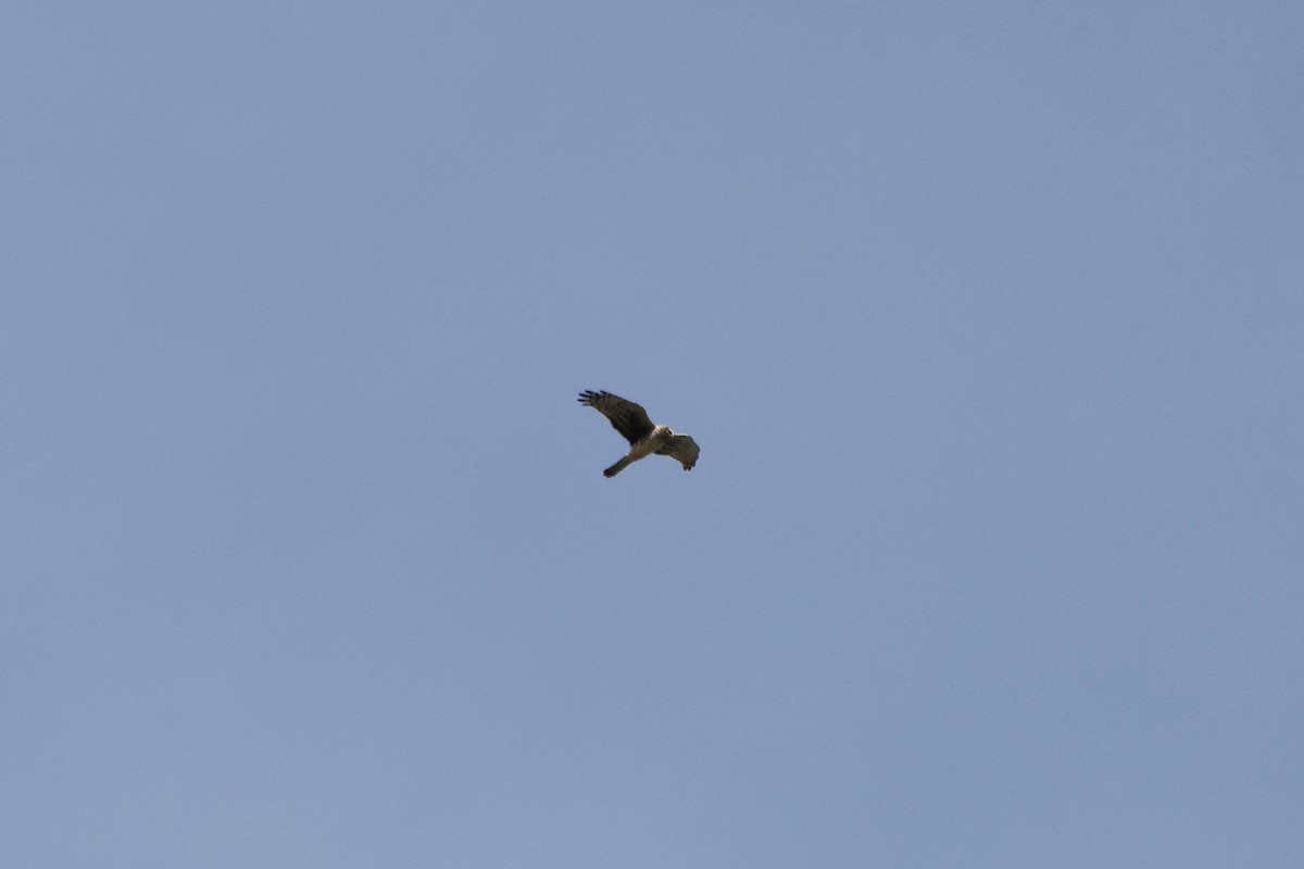 Northern Harrier - ML616506759