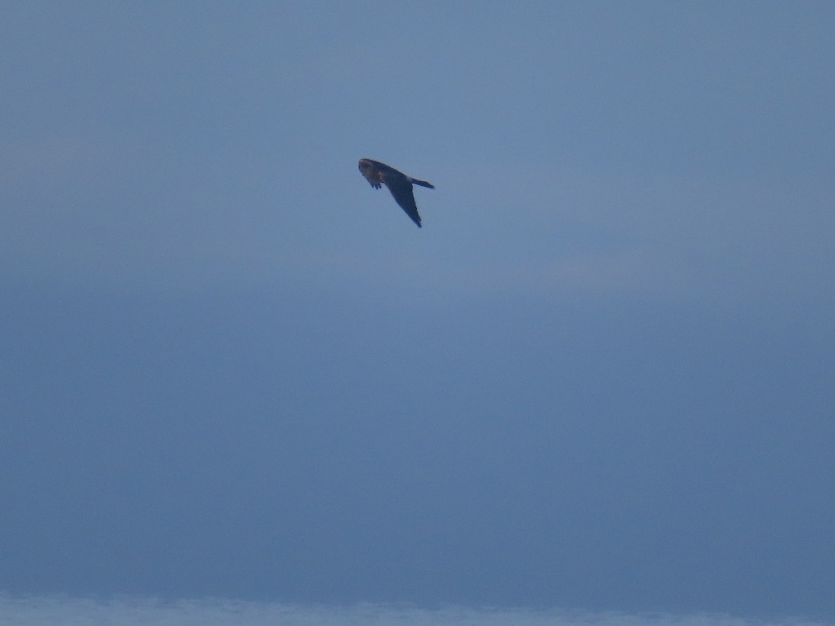 Northern Harrier - ML616506772