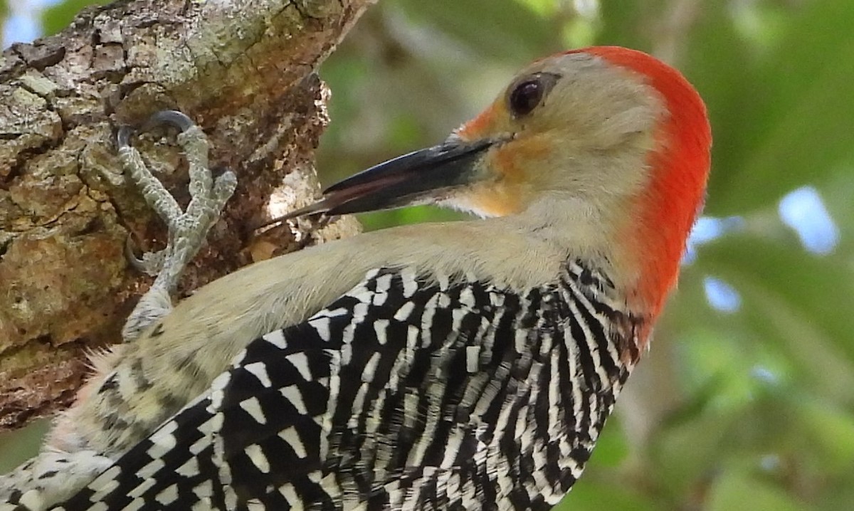 Red-bellied Woodpecker - ML616506781