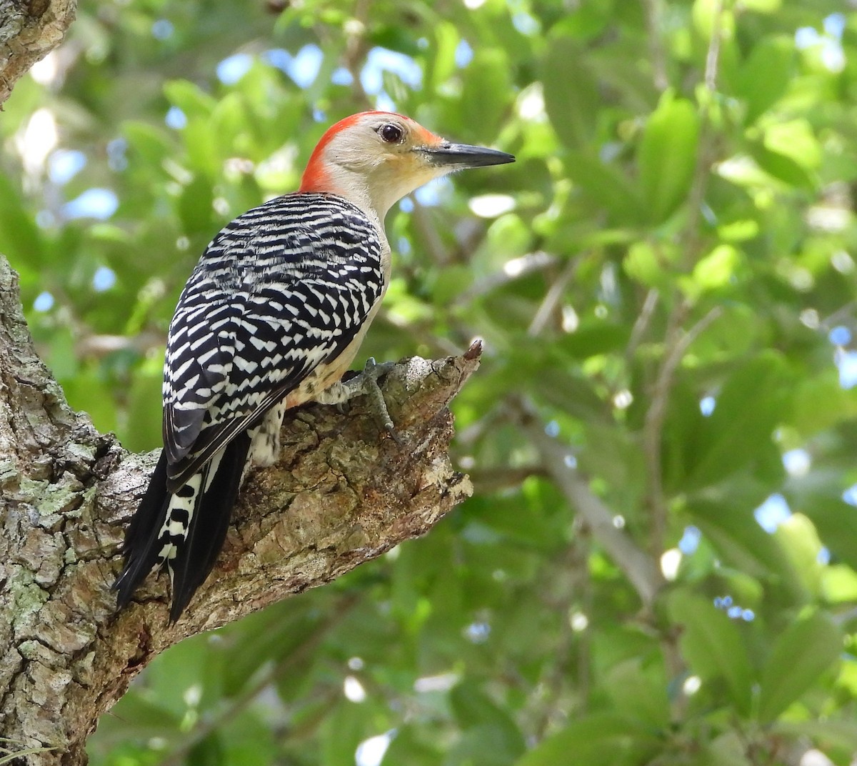 Red-bellied Woodpecker - ML616506782