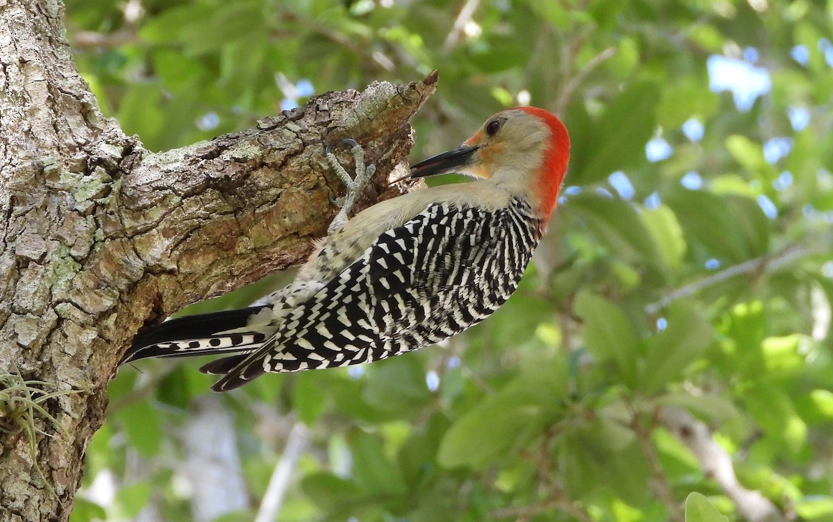 Red-bellied Woodpecker - ML616506783