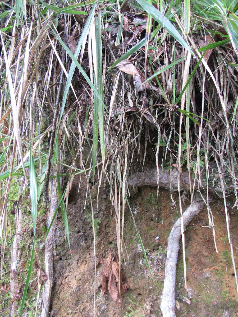 Fulvous-vented Euphonia - ML616506788