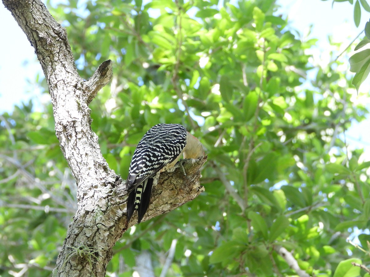 Red-bellied Woodpecker - ML616506792