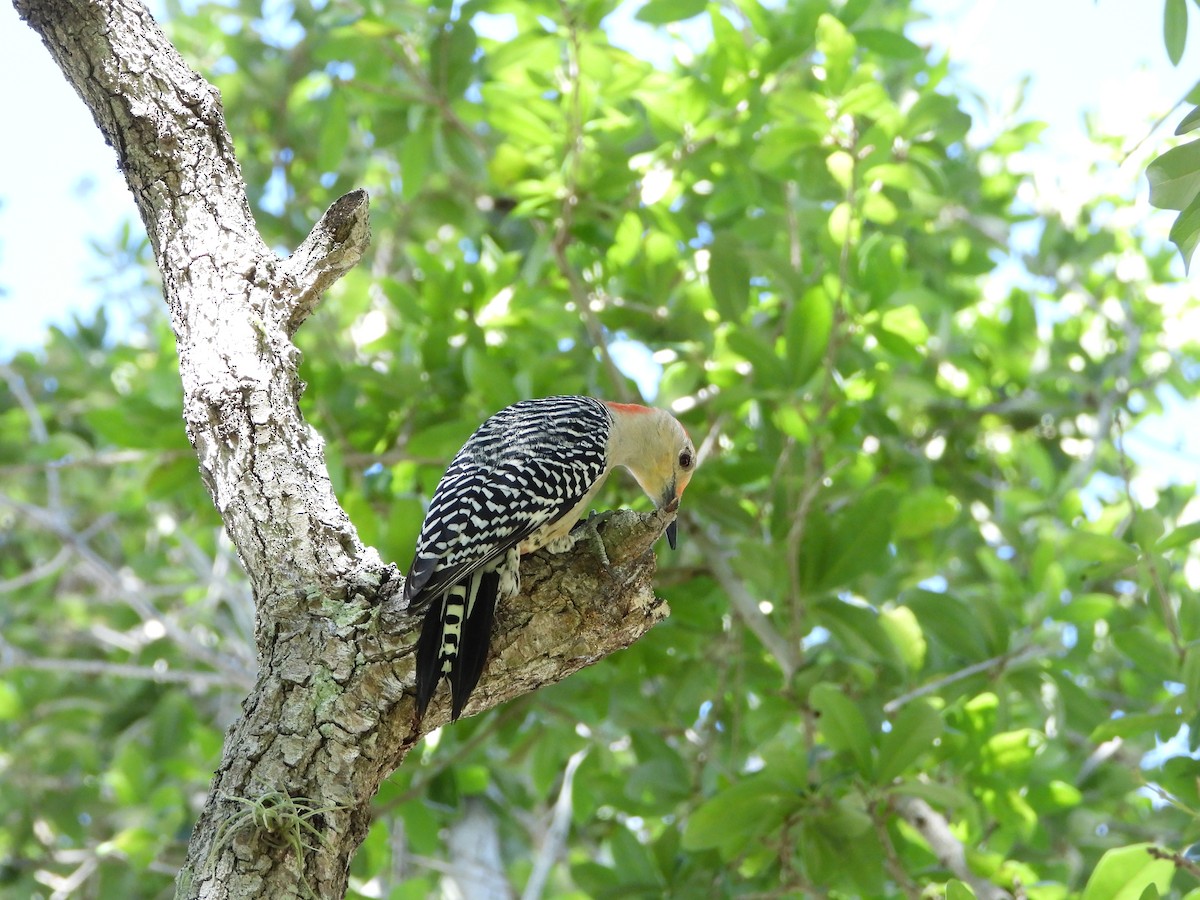 Red-bellied Woodpecker - ML616506793