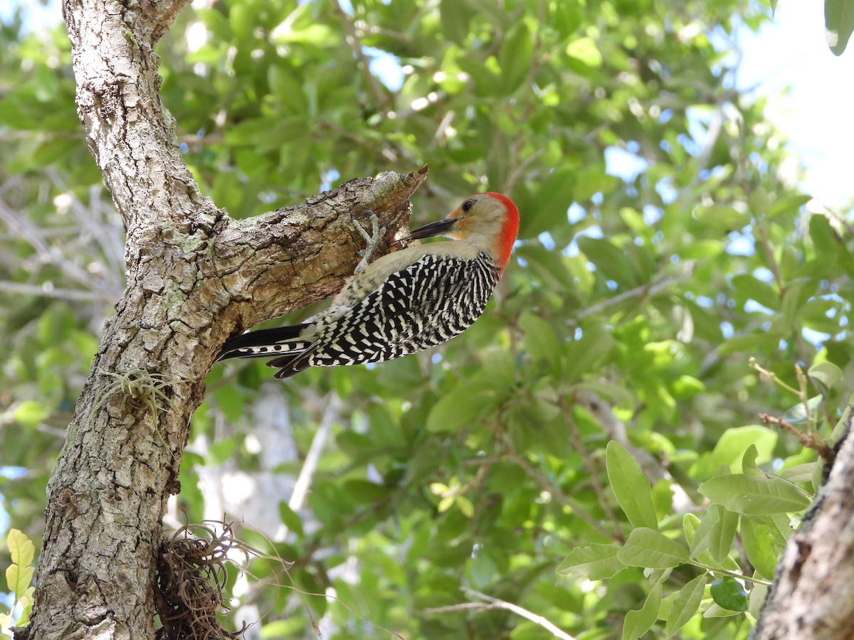 Red-bellied Woodpecker - ML616506794