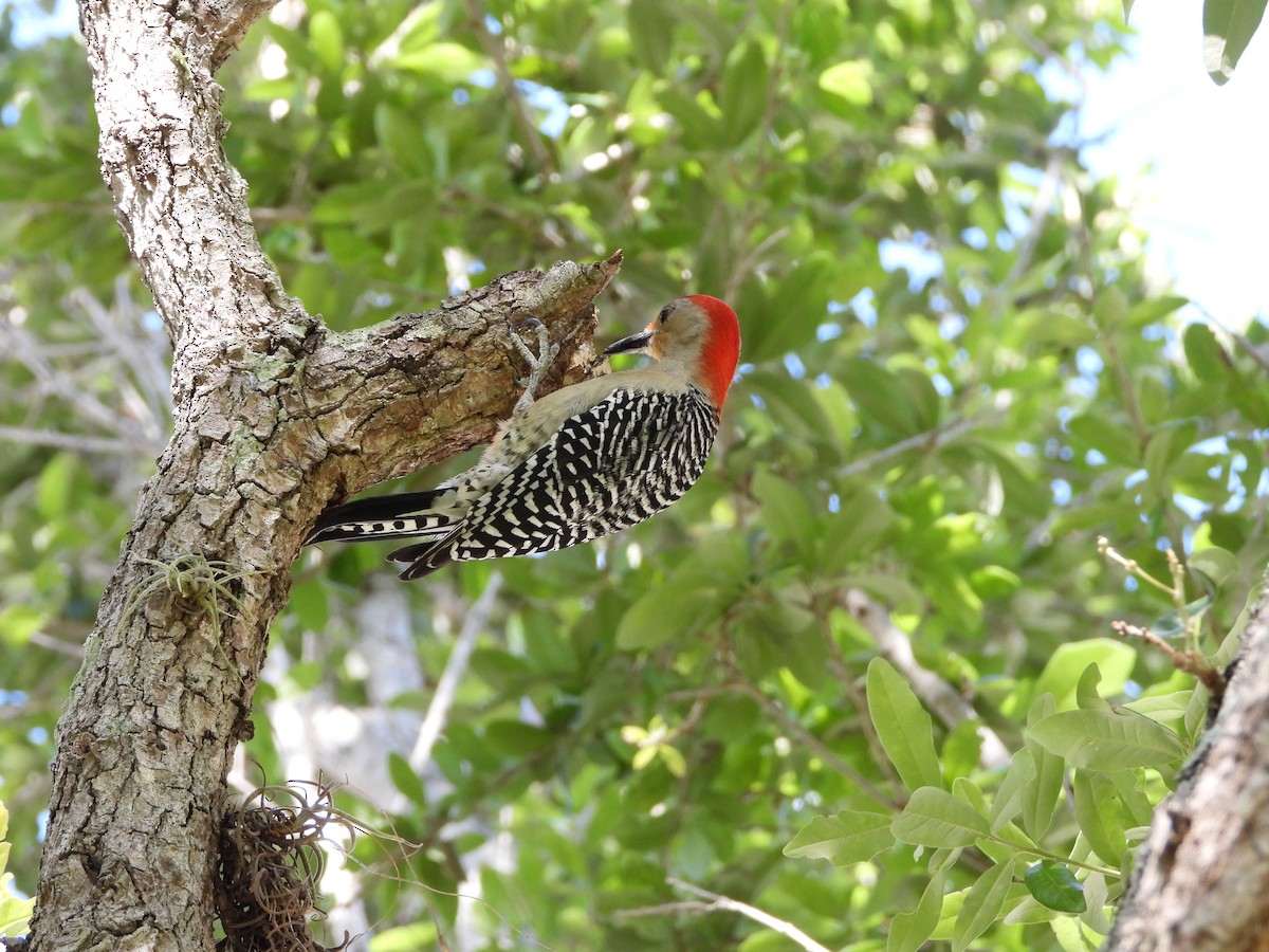 Red-bellied Woodpecker - ML616506796